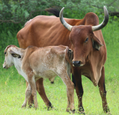 Cow donattion